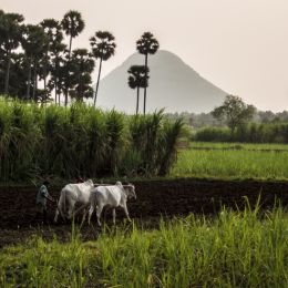 IncredibleIndia