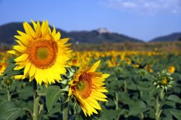 Sunflowers