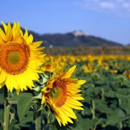 Sunflowers