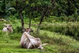 cows on vacation