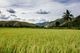 Rice field down hill