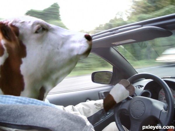 Cow Drive