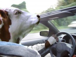 Cow Drive