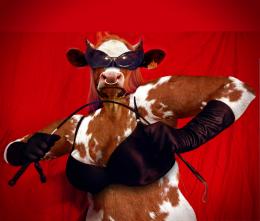 Cow dominatrix - Madam Bovine