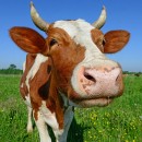 cow mania photography contest