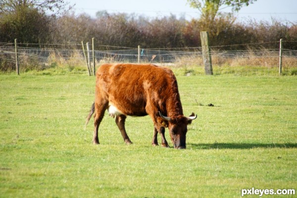 Cow on the field