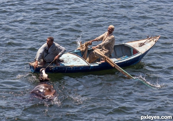 How do you get a cow across a river?