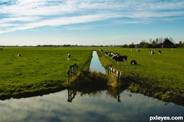 In the Dutch fields