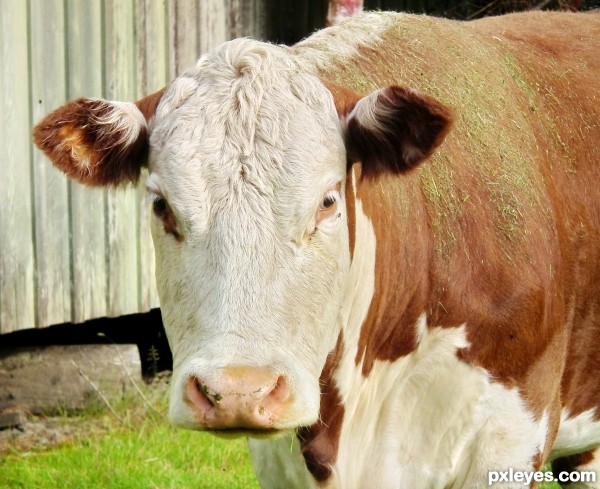 Portrait of a Cow