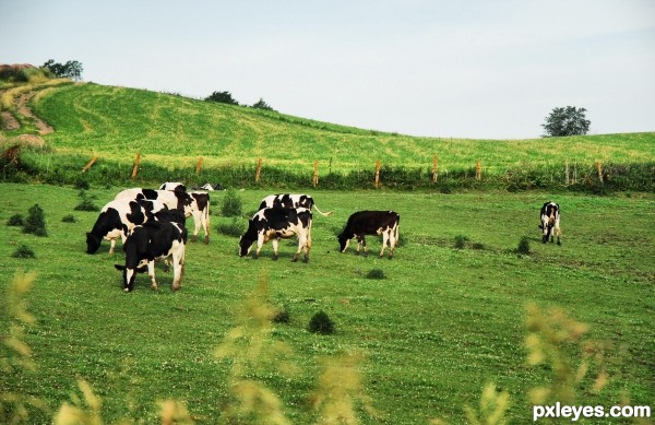 Traipsing Through The Clover