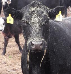 Angry Cow Picture