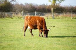 Cow on the field