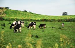 Traipsing Through The Clover