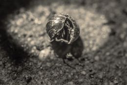 The Sow Bug