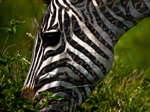 Creation of Zebra: Step 1