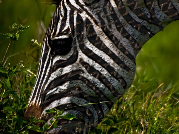 Creation of Zebra: Step 2