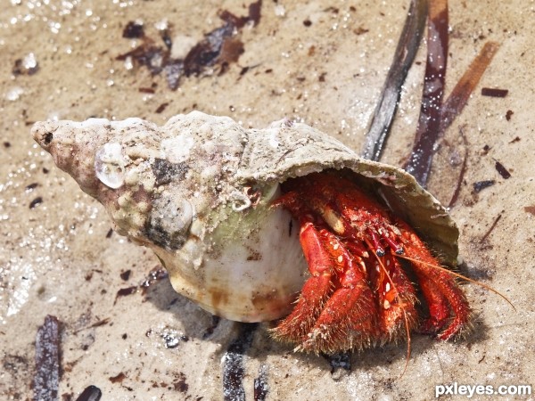 Hermit crab