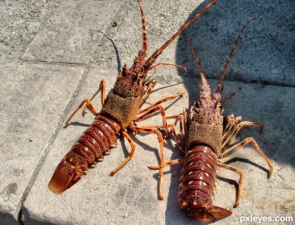 Lobsters