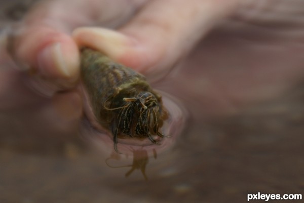 Cute Little Hermit Crab