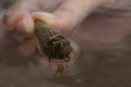 Cute Little Hermit Crab