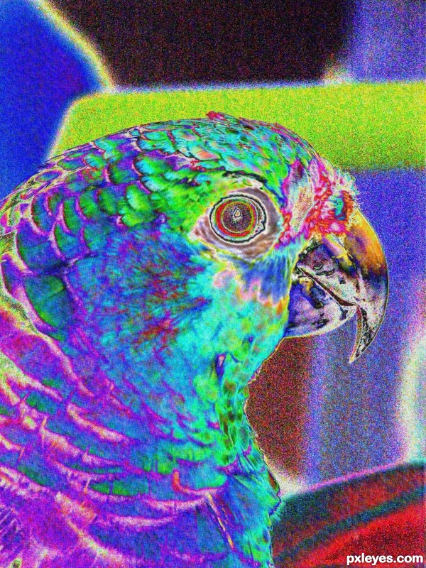 Parrot