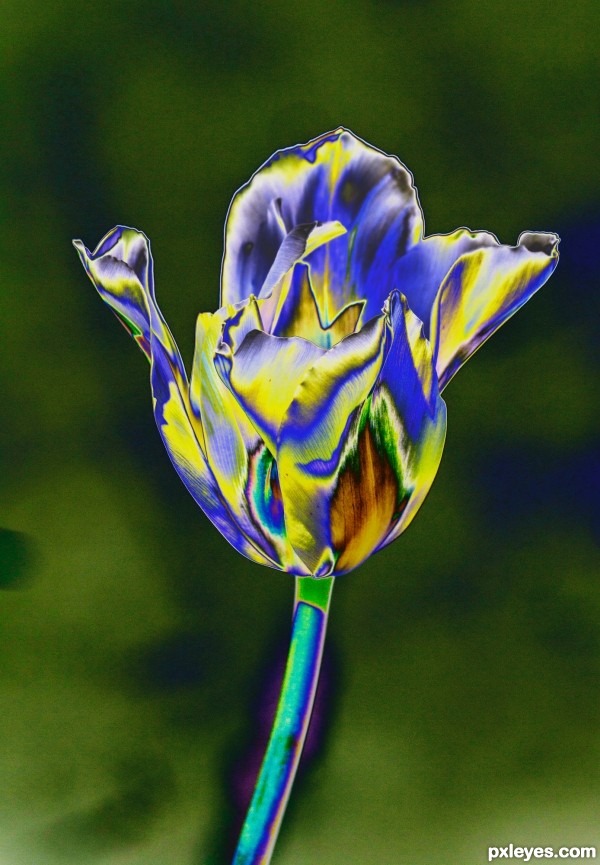 Tulip