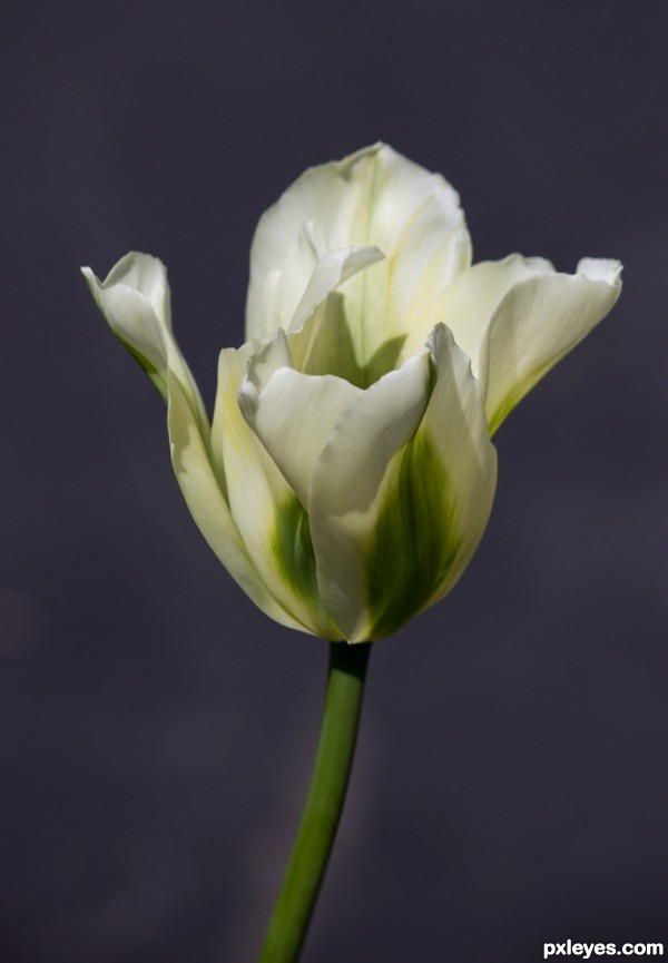 Creation of Tulip: Step 1