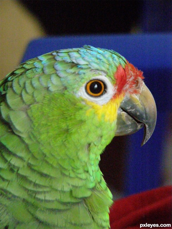 Creation of Parrot: Step 1