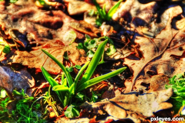 Creation of First sign of spring: Final Result