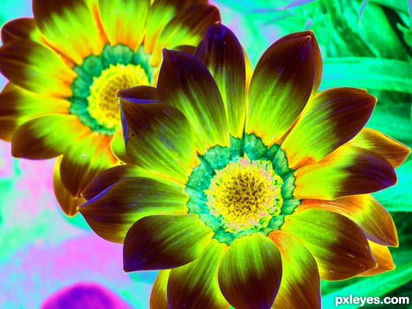 Psychedelic flowers