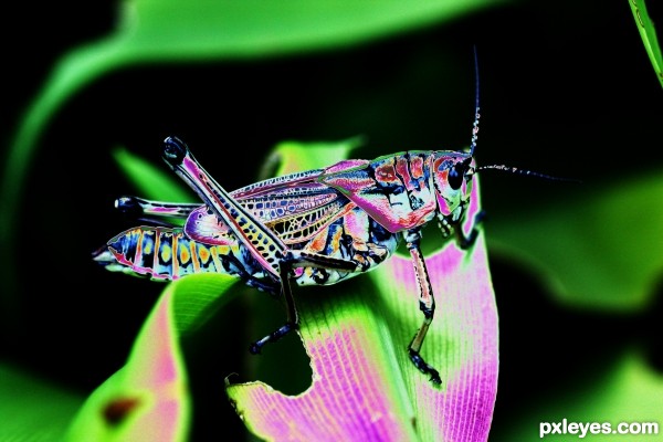 Creation of The Grasshopper of Many Colors: Final Result