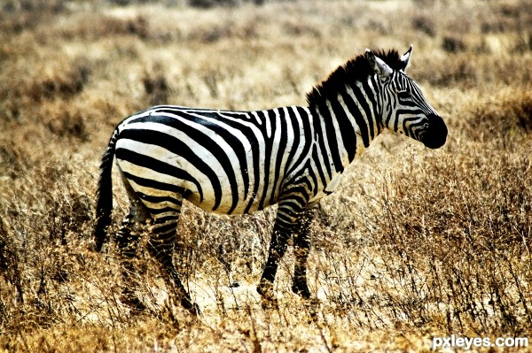 Zebra