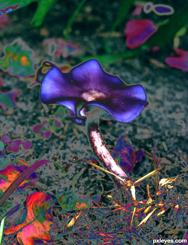 psychedelic mushroom