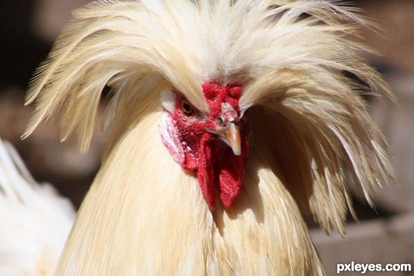 Creation of Chicken : Step 1