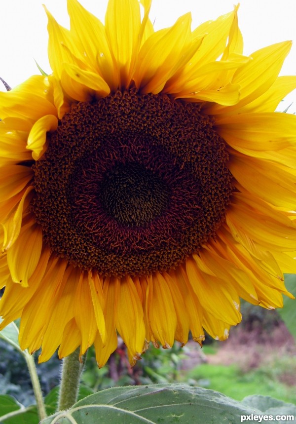 Creation of Sunflower: Step 1