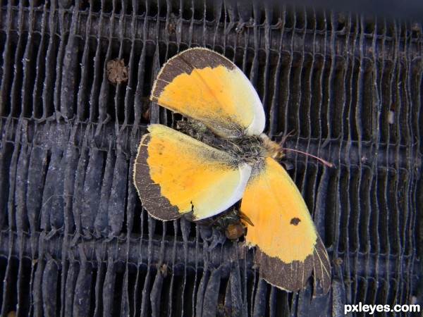 Creation of Poor Butterfly: Step 1