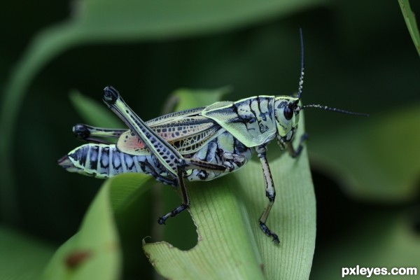 Creation of The Grasshopper of Many Colors: Step 1