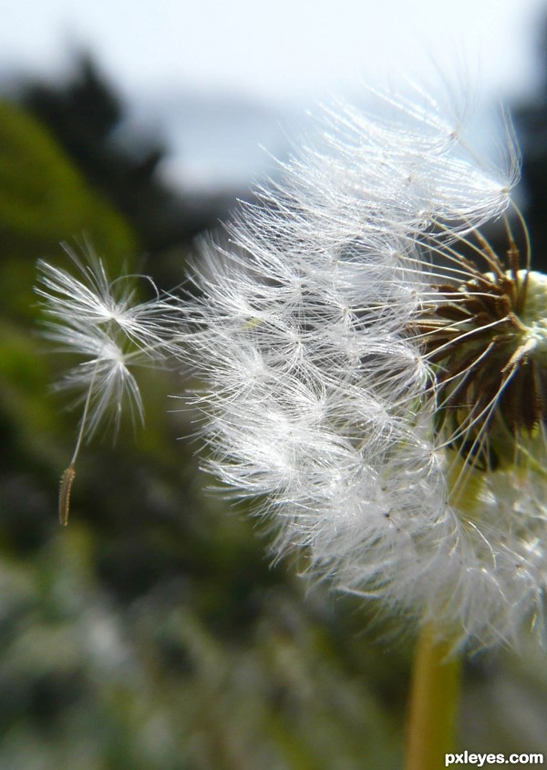 Creation of Make a Wish: Step 1