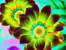 Psychedelic flowers