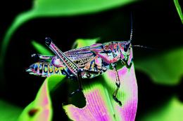 The Grasshopper of Many Colors