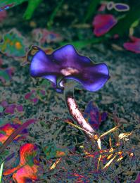 psychedelic mushroom