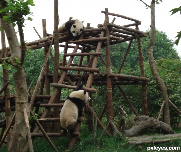 Baby pandas