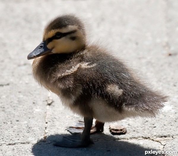 Duckling