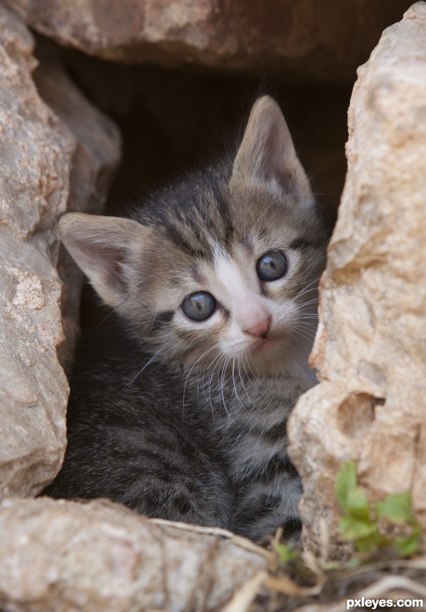 Kitten on chios (greece)