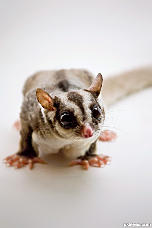 Sugar Glider