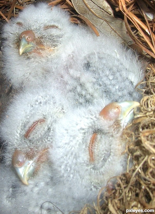 Three cotton balls