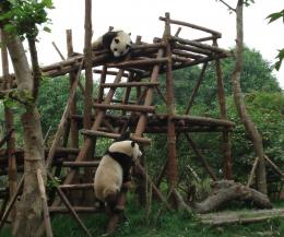 Baby pandas