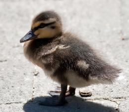 Duckling