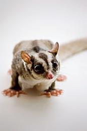 SugarGlider