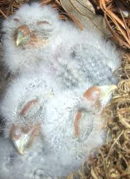 Three cotton balls